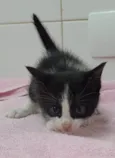Gato raça Srd idade Abaixo de 2 meses nome Juju