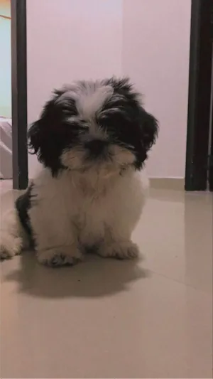 Cachorro raça  idade 7 a 11 meses nome Lili