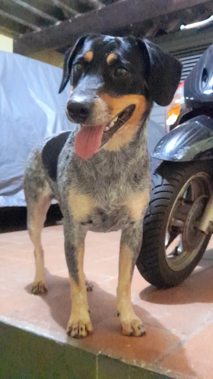Cachorro ra a SRD-ViraLata idade 7 a 11 meses nome Luna