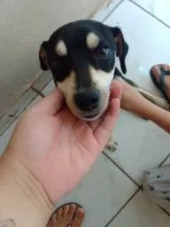 Cachorro ra a SRD-ViraLata idade 7 a 11 meses nome Greg