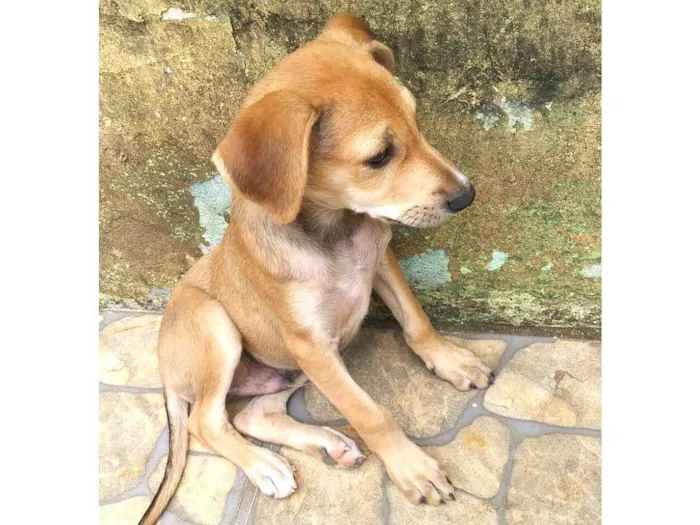 Cachorro ra a Indefinida idade Abaixo de 2 meses nome Filhote sem nome