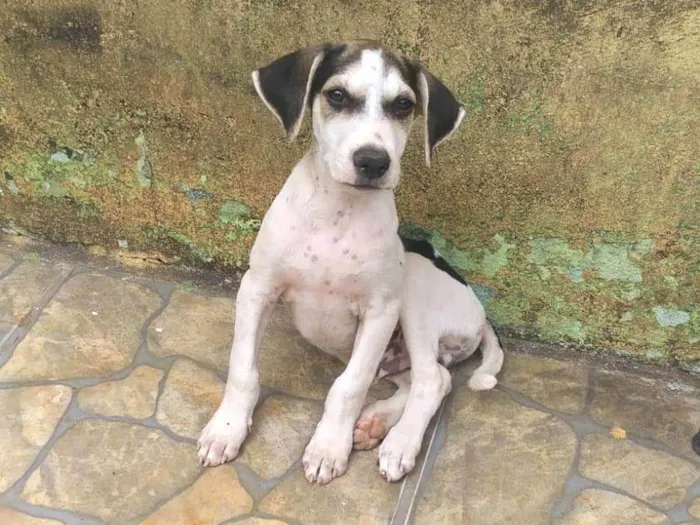 Cachorro ra a Indefinida idade Abaixo de 2 meses nome Filhote sem nome 