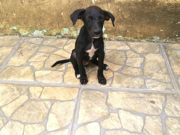 Cachorro ra a Indefinida idade Abaixo de 2 meses nome Filhote sem nome 