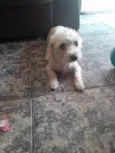 Lua