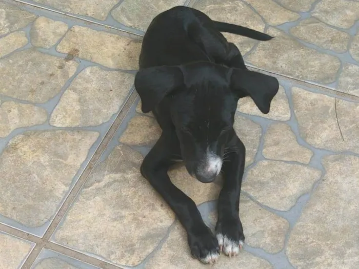 Cachorro ra a Indefinida  idade Abaixo de 2 meses nome Filhote sem nome 