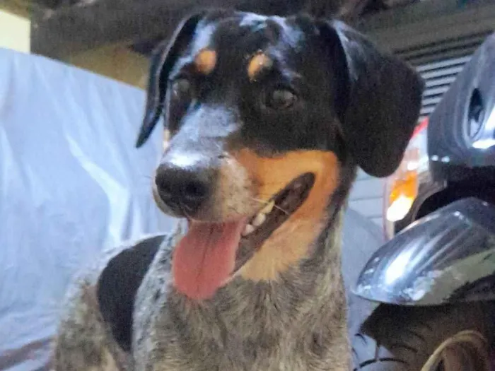 Cachorro ra a SRD-ViraLata idade 7 a 11 meses nome Luna
