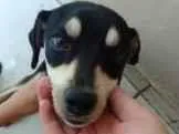 Cachorro ra a SRD-ViraLata idade 7 a 11 meses nome Greg