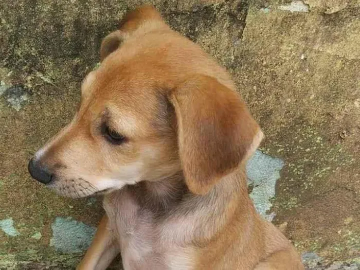 Cachorro ra a Indefinida idade Abaixo de 2 meses nome Filhote sem nome