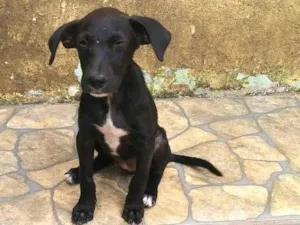 Cachorro raça Indefinida idade Abaixo de 2 meses nome Filhote sem nome 