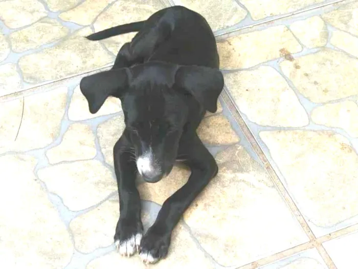 Cachorro ra a Indefinida  idade Abaixo de 2 meses nome Filhote sem nome 