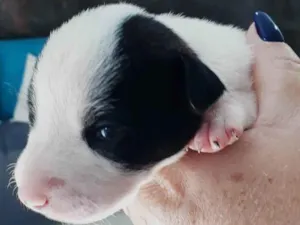 Cachorro raça SRD-ViraLata idade Abaixo de 2 meses nome BEBEINHA