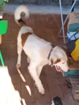 Lulu 