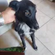 Pretinha