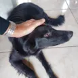 Pretinha