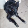 Pretinha