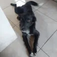 Pretinha