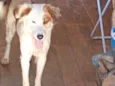 Lulu 