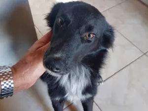 Cachorro raça Indefinida idade 7 a 11 meses nome Pretinha