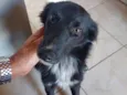 Pretinha