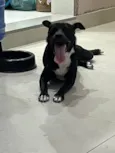 Mimi