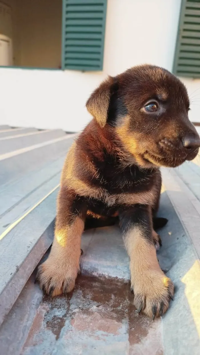 Cachorro ra a SRD-ViraLata idade 2 a 6 meses nome Marco António Almeida de Jesus