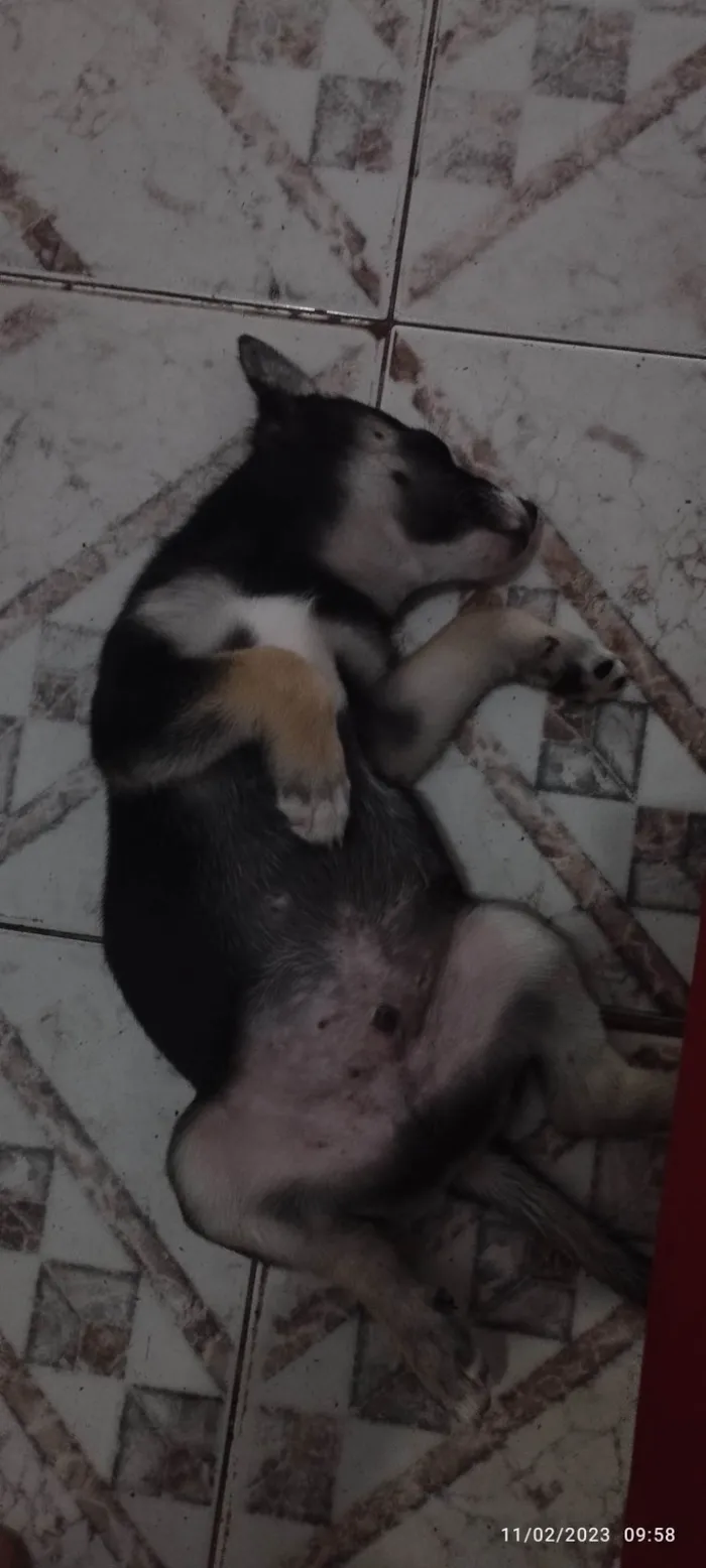 Cachorro ra a SRD-ViraLata idade 2 a 6 meses nome Pulga