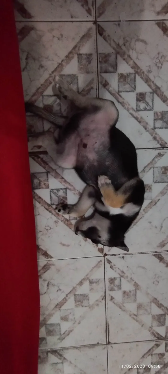 Cachorro ra a SRD-ViraLata idade 2 a 6 meses nome Pulga