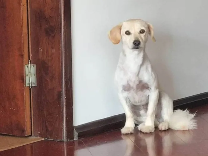 Cachorro ra a SRD idade 5 anos nome Valentino