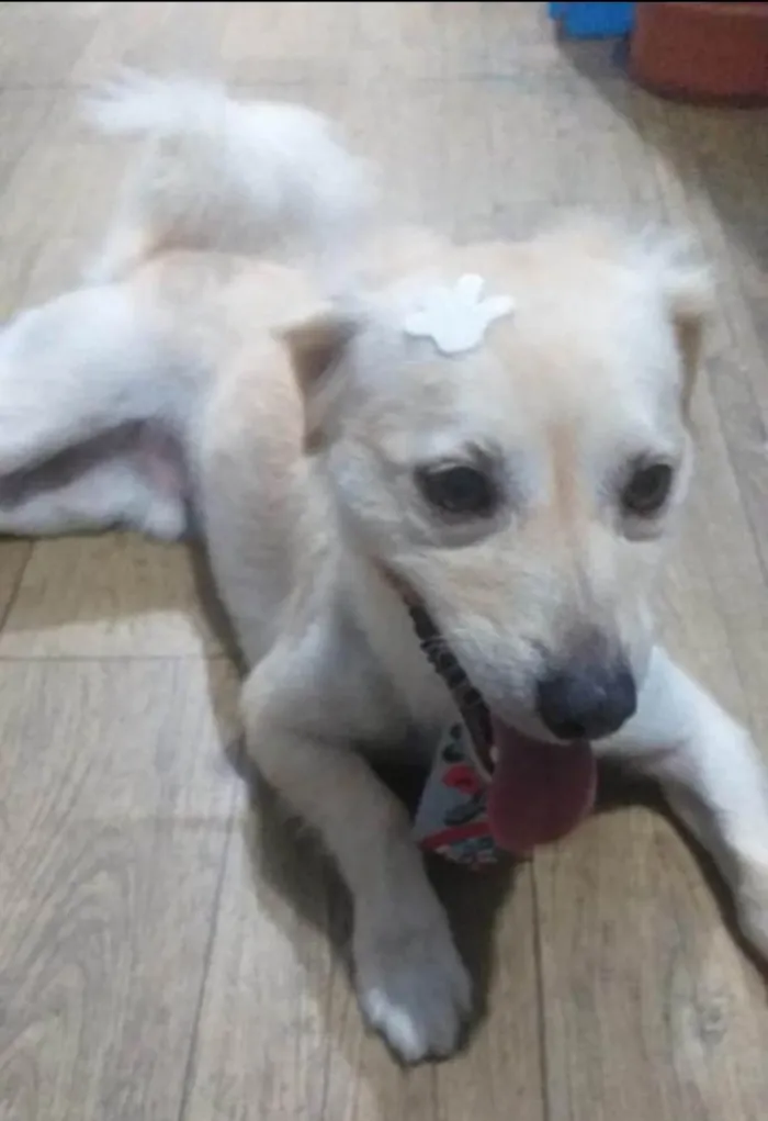 Cachorro ra a SRD idade 5 anos nome Valentino