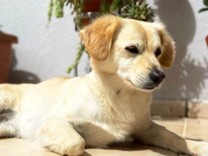 Cachorro ra a SRD idade 5 anos nome Valentino