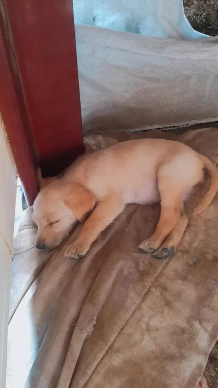 Cachorro ra a Pastor Branco suíço  idade Abaixo de 2 meses nome Maia