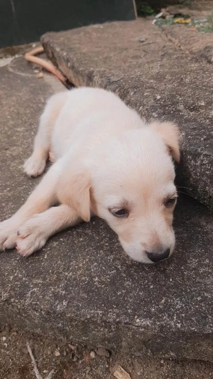 Cachorro ra a Pastor Branco suíço  idade Abaixo de 2 meses nome Maia