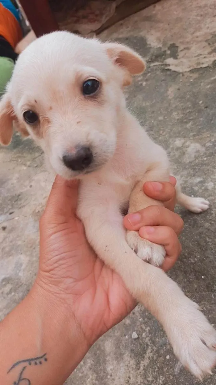 Cachorro ra a Pastor Branco suíço  idade Abaixo de 2 meses nome Maia