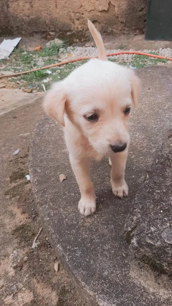 Cachorro ra a Pastor Branco suíço  idade Abaixo de 2 meses nome Maia