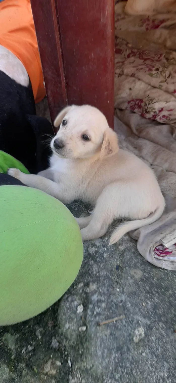 Cachorro ra a Pastor Branco suíço  idade Abaixo de 2 meses nome Maia