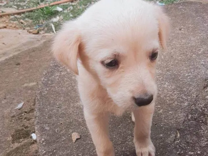 Cachorro ra a Pastor Branco suíço  idade Abaixo de 2 meses nome Maia