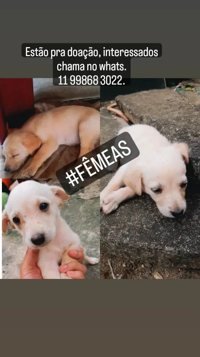 Cachorro ra a Pastor branco suíço  idade Abaixo de 2 meses nome Sem nome