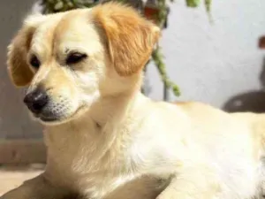 Cachorro raça SRD idade 5 anos nome Valentino