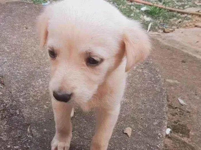 Cachorro ra a Pastor Branco suíço  idade Abaixo de 2 meses nome Maia