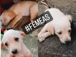 Cachorro raça Pastor branco suíço  idade Abaixo de 2 meses nome Sem nome