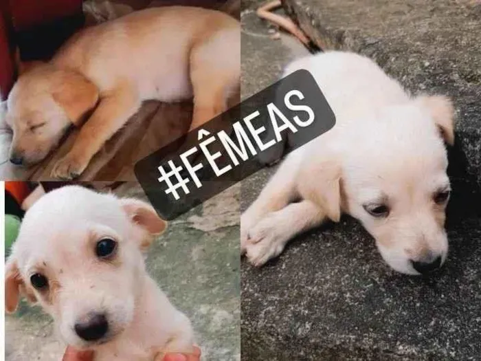 Cachorro ra a Pastor branco suíço  idade Abaixo de 2 meses nome Sem nome