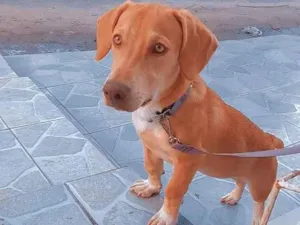 Cachorro raça Basê com labrador idade 1 ano nome Luma