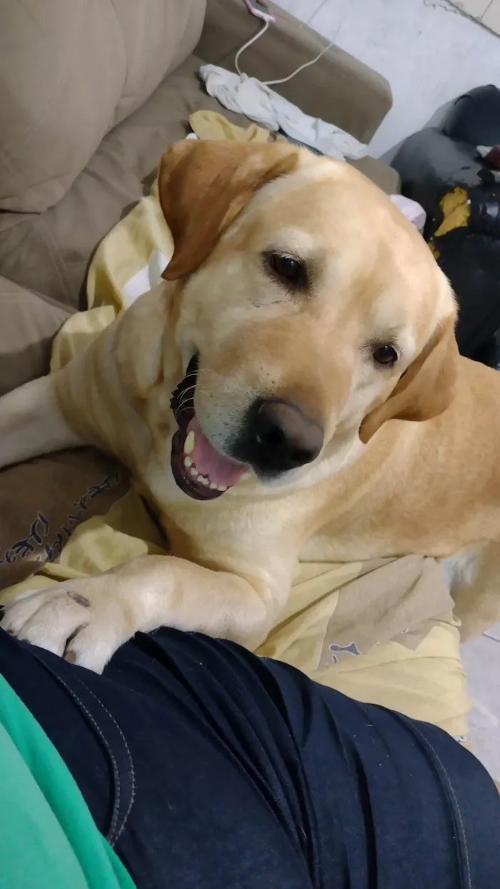 Cachorro raça Labrador  idade 4 anos nome Napoleão 