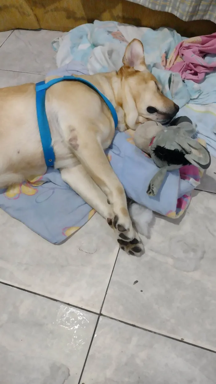 Cachorro raça Labrador  idade 4 anos nome Napoleão 