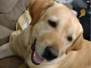 Cachorro raça Labrador  idade 4 anos nome Napoleão 