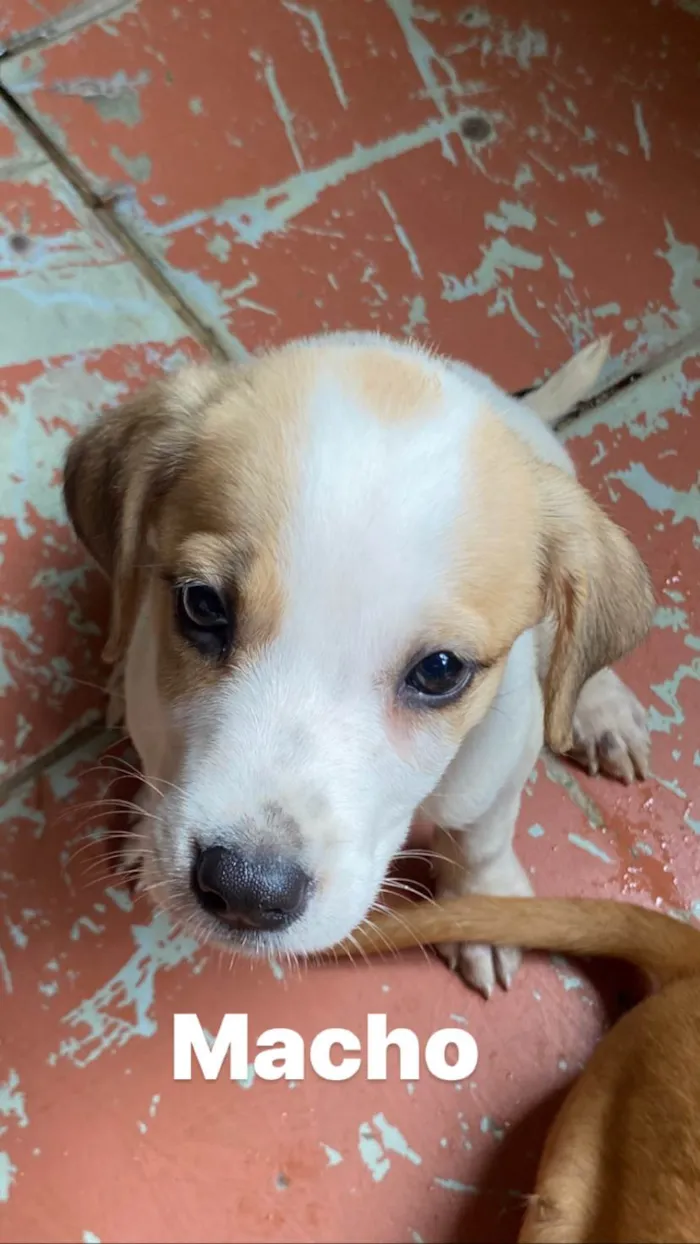 Cachorro ra a Srd  idade 2 a 6 meses nome Não tem nomes ainda 