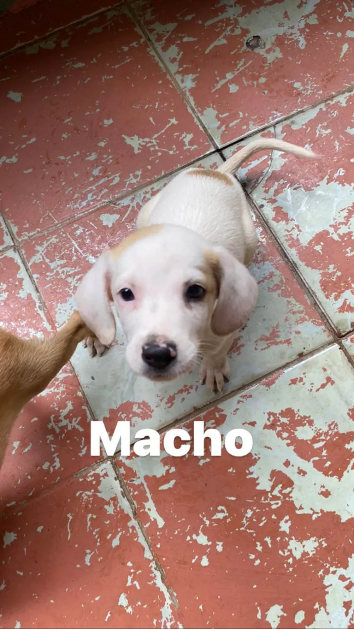 Cachorro ra a Srd  idade 2 a 6 meses nome Não tem nomes ainda 