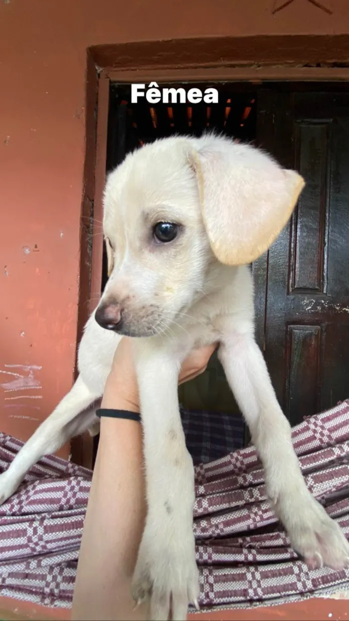 Cachorro ra a Srd  idade 2 a 6 meses nome Não tem nomes ainda 