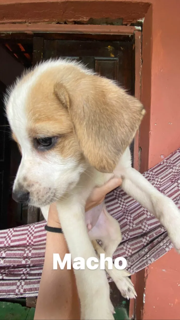 Cachorro ra a Srd  idade 2 a 6 meses nome Não tem nomes ainda 