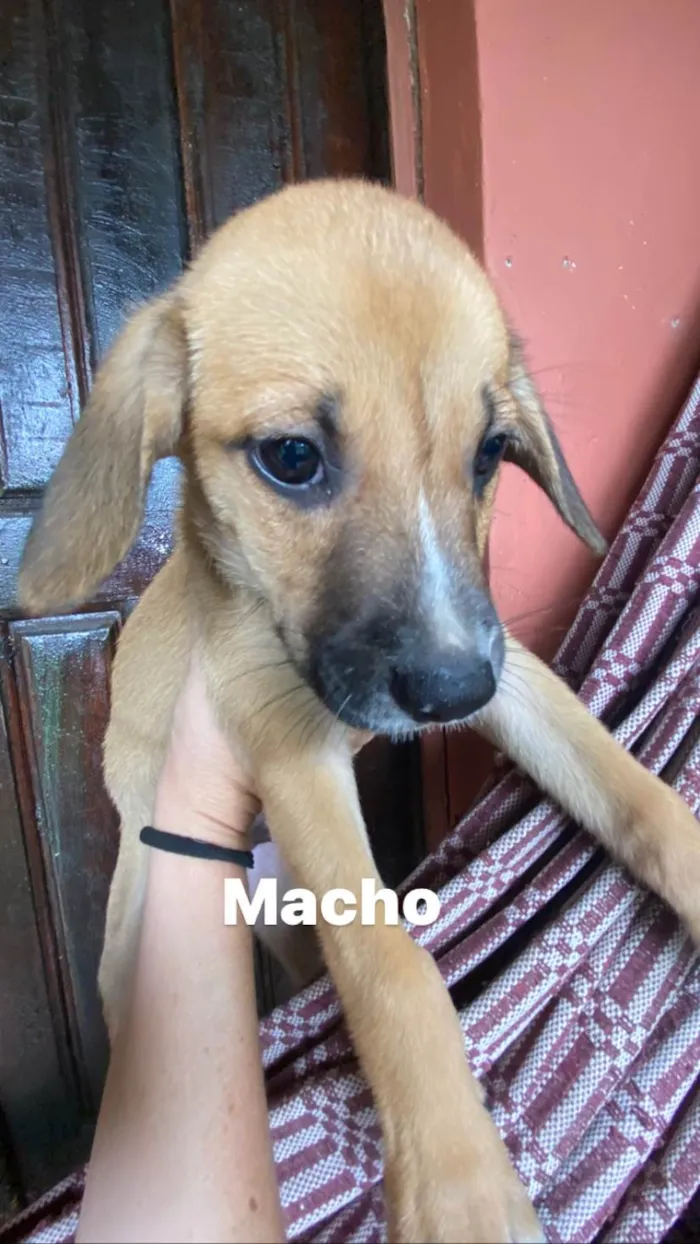 Cachorro ra a Srd  idade 2 a 6 meses nome Não tem nomes ainda 